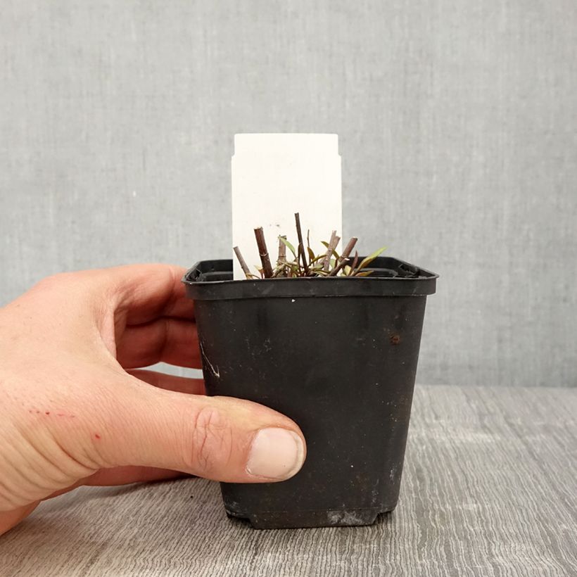 Amostra de Áster ericoïdes Herbstmyrte - Áster-de-folhas-de-urze Vaso de 8/9 cm tal como entregue na primavera