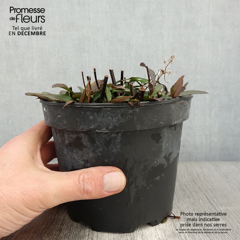 Amostra de Aster ericoïdes Pink Cloud Pot de 2L/3L tal como entregue no outono