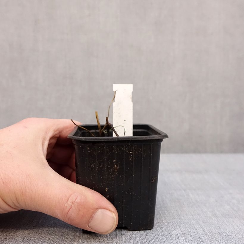 Amostra de Áster ericoïdes Schneegitter - Áster falsa-urze Vaso de 8/9 cm tal como entregue no inverno