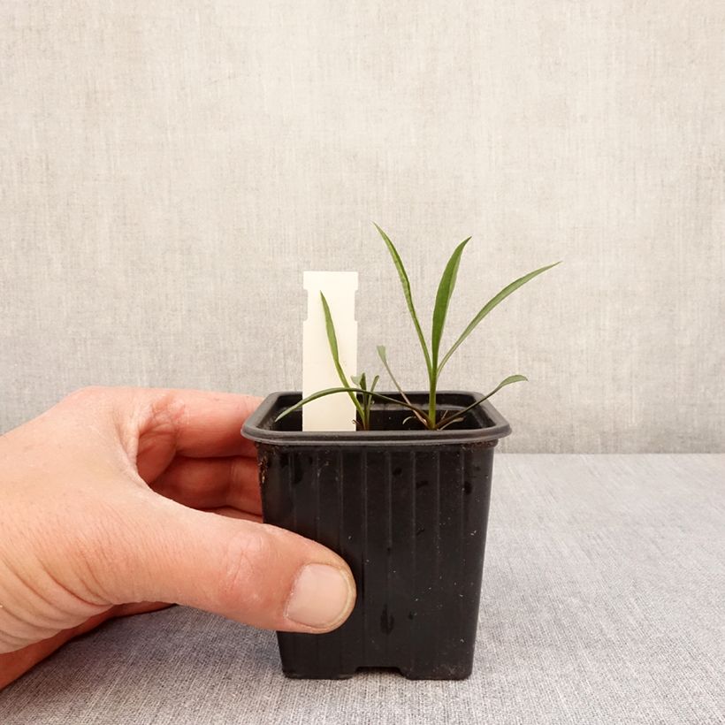 Amostra de Áster ericoïdes Schneegitter - Áster falsa-urze Vaso de 8/9 cm tal como entregue na primavera