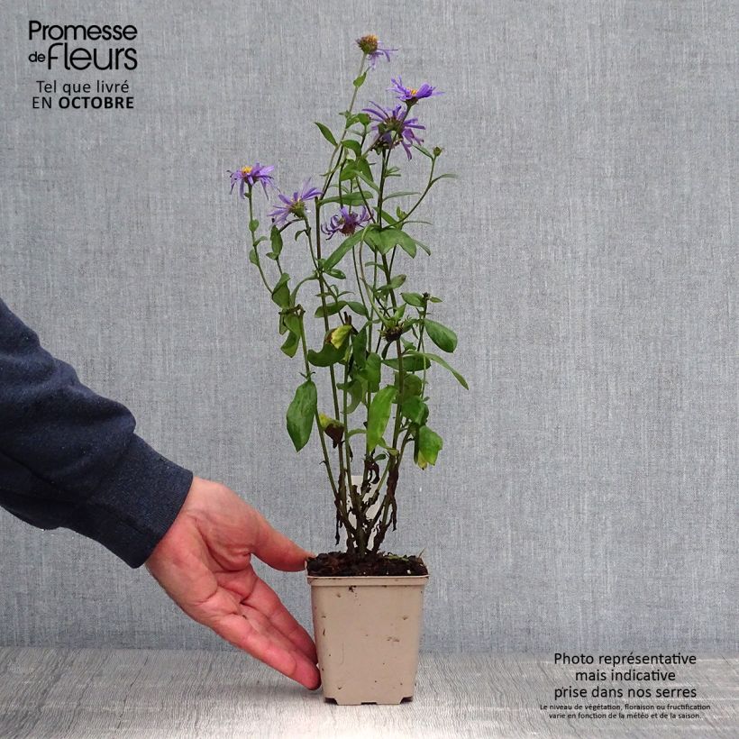 Amostra de Aster frikartii Jungfrau - Áster de verão Vaso de 8/9 cm tal como entregue no outono