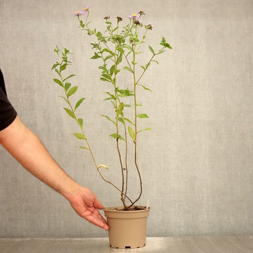 Amostra de Aster frikartii Mönch - Áster de verão Vaso de 1 L/1,5 L tal como entregue no verão