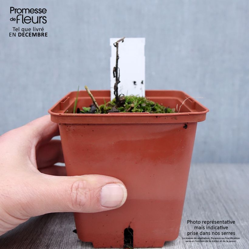 Amostra de Aster frikartii Mönch - Áster de verão Vaso de 1 L/1,5 L tal como entregue no inverno