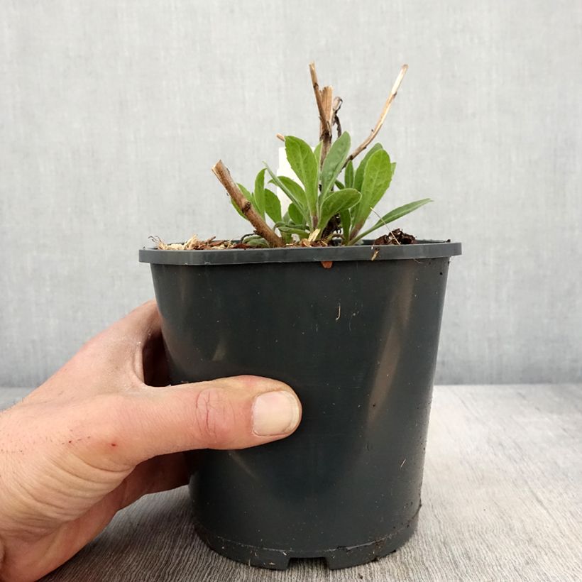 Amostra de Aster frikartii Mönch - Áster de verão Vaso de 1 L/1,5 L tal como entregue na primavera