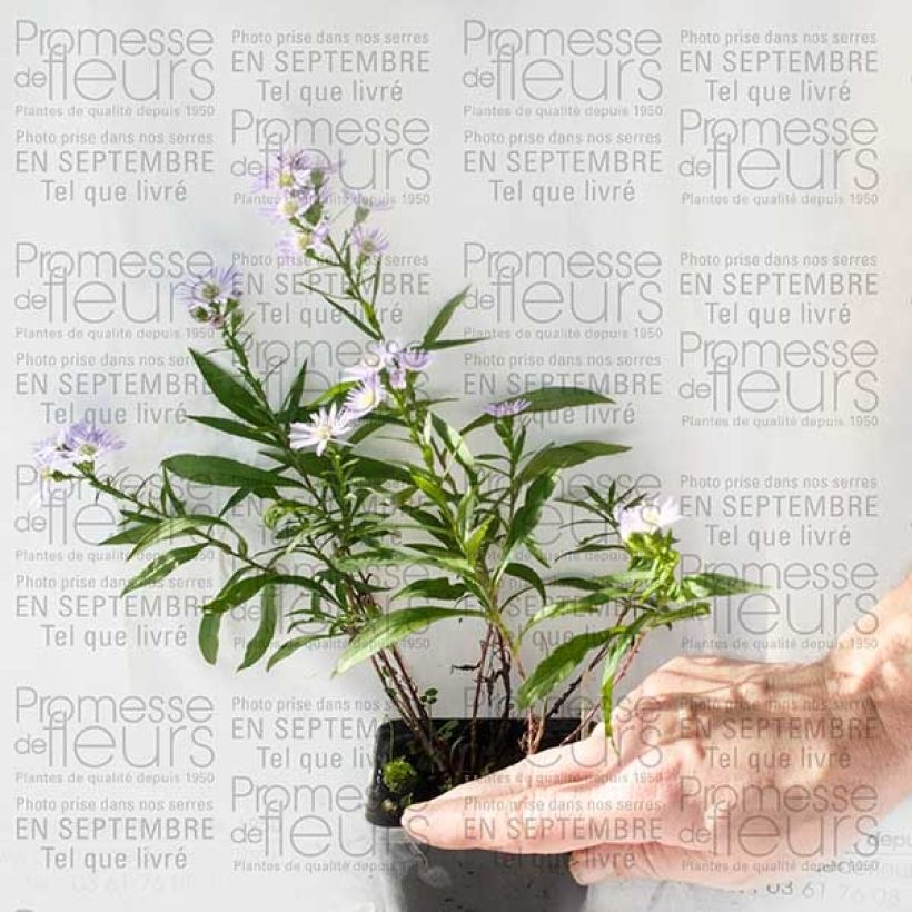Exemplo de amostra de Aster Herfstweelde - Aster d'automne Vaso de 8/9 cm tal como entregue