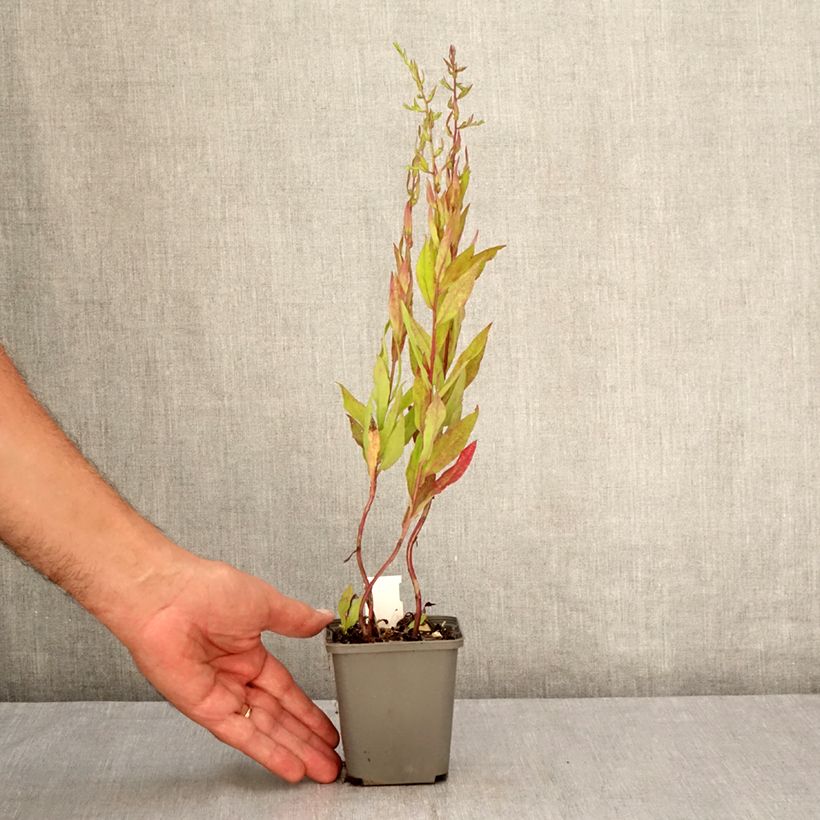 Amostra de Áster lateriflorus Chloe - Áster de outono Vaso de 8/9 cm tal como entregue no verão