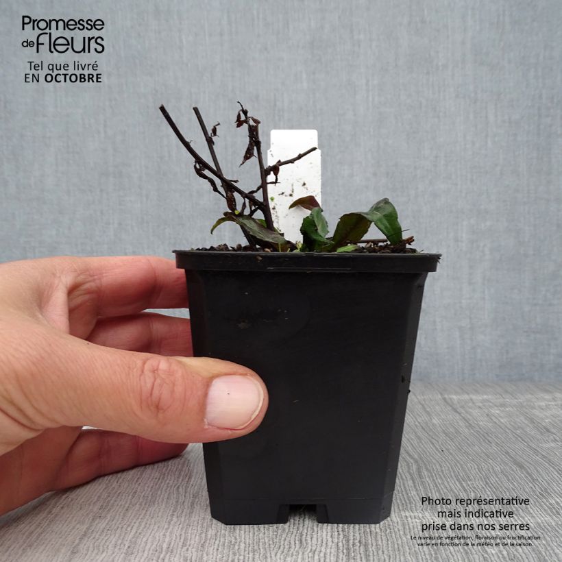 Amostra de Áster lateriflorus Lady In Black Vaso de 8/9 cm tal como entregue no outono