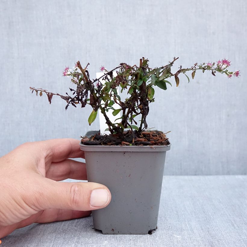 Amostra de Áster lateriflorus Prince Vaso de 8/9 cm tal como entregue no outono