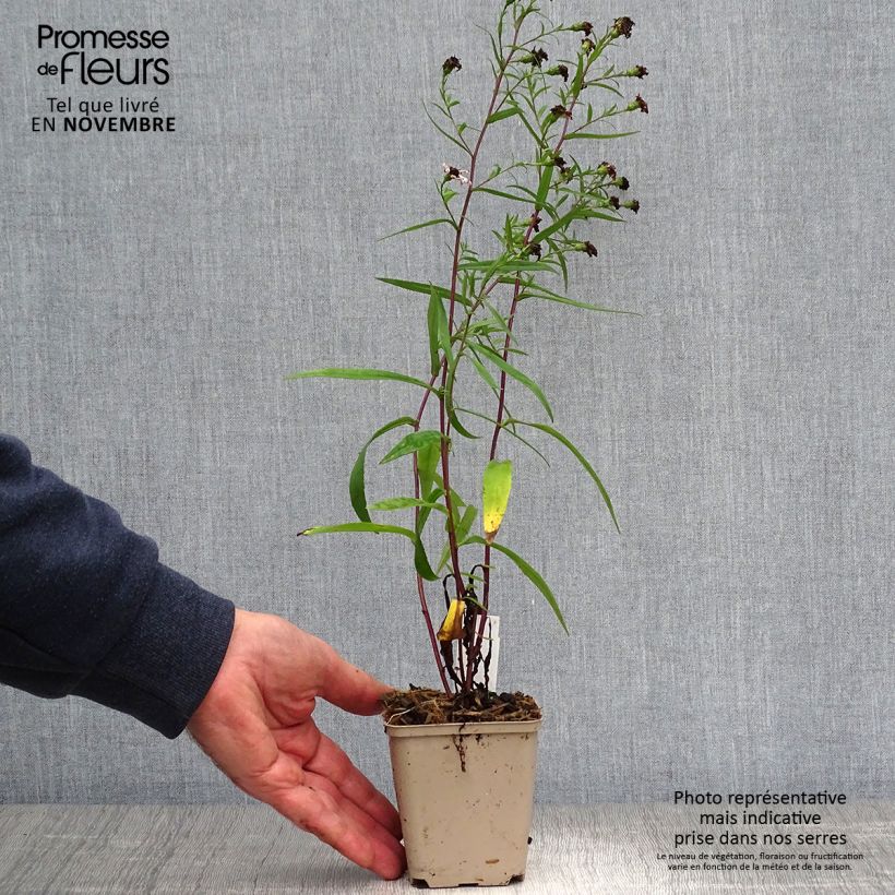 Amostra de Aster frikartii Le Vasterival - Áster de verão Vaso de 8/9 cm tal como entregue no outono
