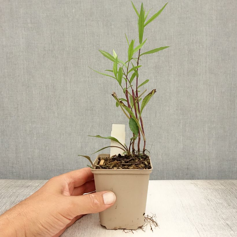 Amostra de Aster frikartii Le Vasterival - Áster de verão Vaso de 8/9 cm tal como entregue no verão