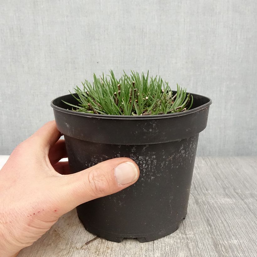 Amostra de Áster linosyris - Áster de outono Vaso de 2 L/3 L tal como entregue na primavera