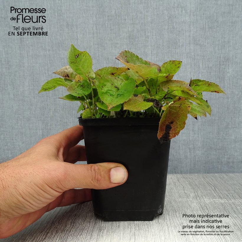 Amostra de Áster macrophyllus Albus Vaso de 8/9 cm tal como entregue no verão