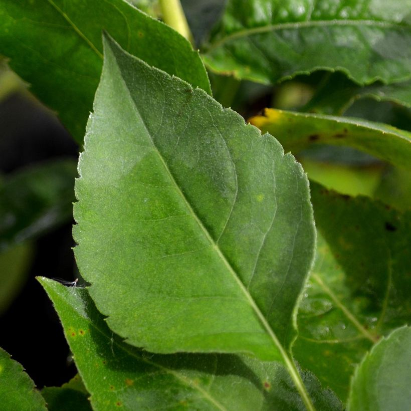 Áster macrophyllus Twilight (Folhagem)