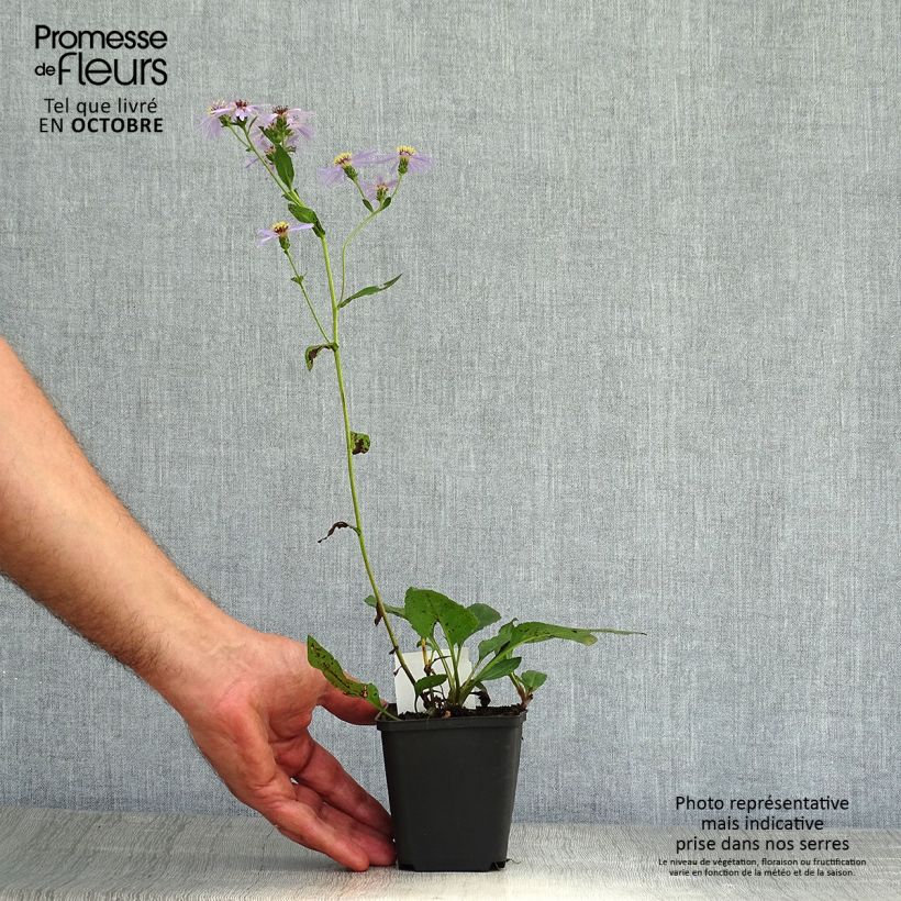 Amostra de Áster macrophyllus Twilight Vaso de 8/9 cm tal como entregue no outono