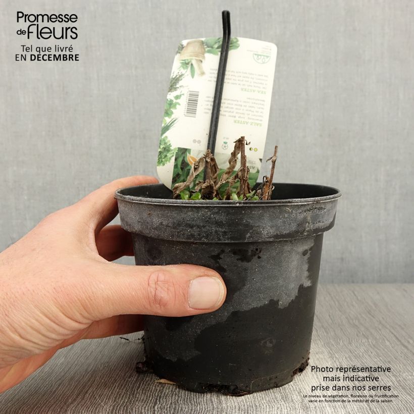 Amostra de Áster-marítimo - Tripolium pannonicum Vaso de 1,5 L/2 L tal como entregue no outono