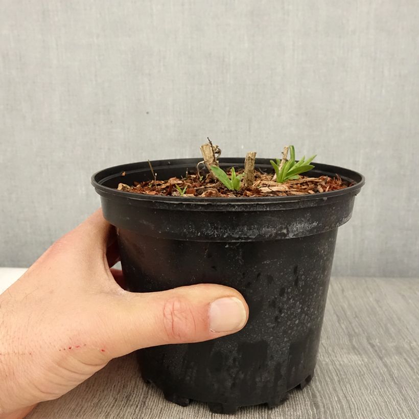 Amostra de Áster novae-angliae Andenken an Alma Pötschke Vaso de 2 L/3 L tal como entregue na primavera