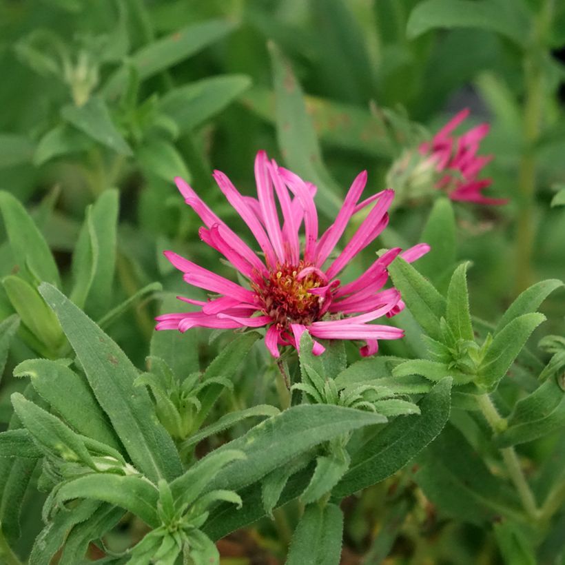 Áster novae-angliae Andenken an Alma Pötschke (Floração)