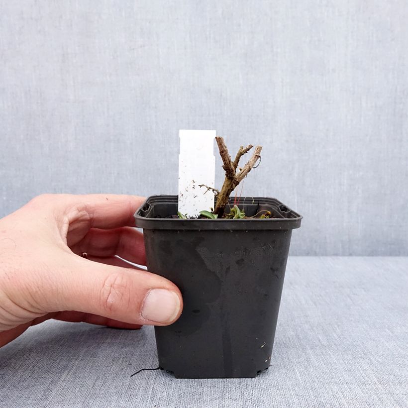 Amostra de Aster novae angliae Annabelle de Chazal - Aster grand d'automne Godet de 8/9 cm tal como entregue no inverno