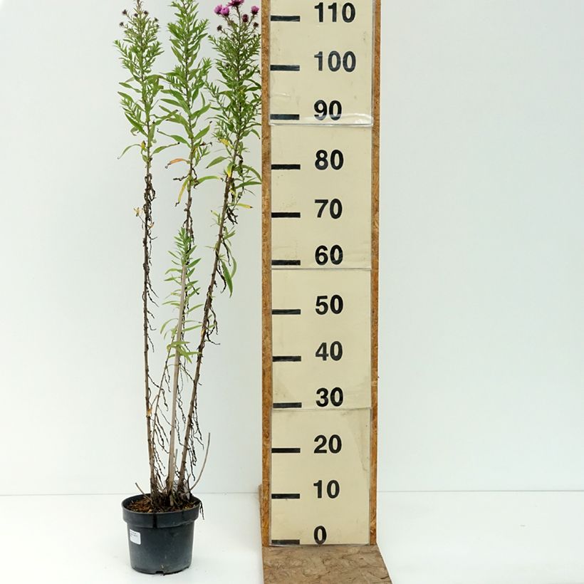 Amostra de Áster novae-angliae Barr's Pink - Áster de grande outono Vaso de 2 L/3 L tal como entregue no verão