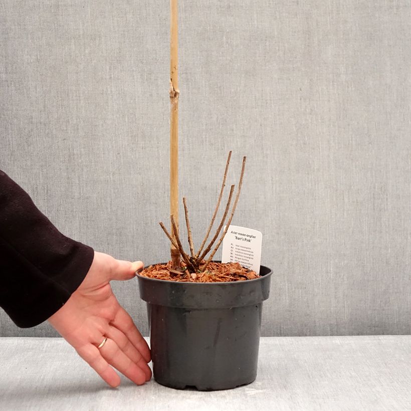 Amostra de Áster novae-angliae Barr's Pink - Áster de grande outono Vaso de 2 L/3 L tal como entregue no inverno