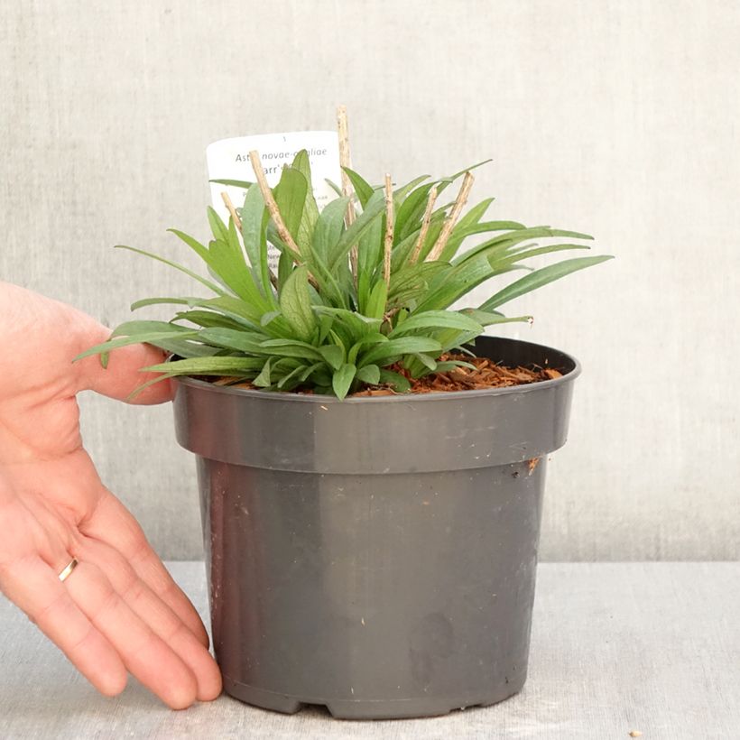 Amostra de Áster novae-angliae Barr's Pink - Áster de grande outono Vaso de 2 L/3 L tal como entregue na primavera