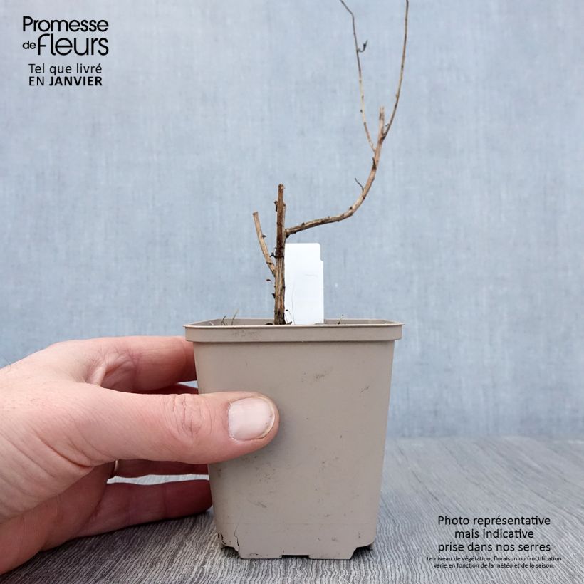 Amostra de Aster novae angliae Guido en Gezelle - Aster grand d'automne Vaso de 8/9 cm tal como entregue no inverno