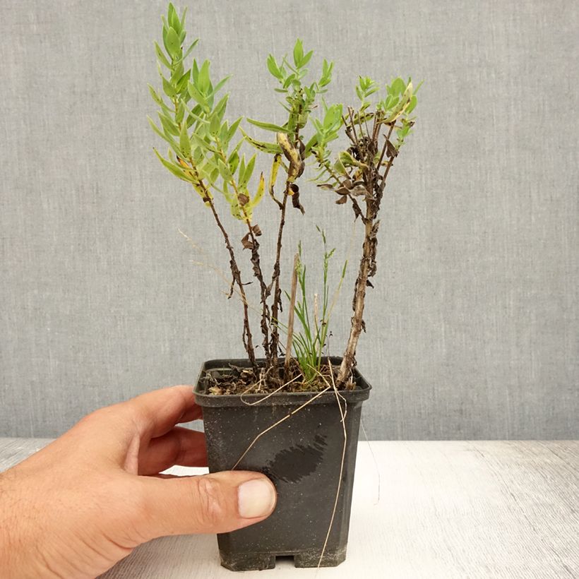 Amostra de Áster novae-angliae Herbstschnee - Áster grande de outono Vaso de 8/9 cm tal como entregue no verão