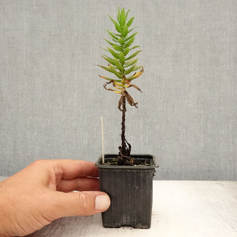 Amostra de Áster novae-angliae Purple Dome - Áster de outono Vaso de 8/9 cm tal como entregue no verão