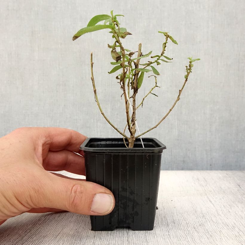 Amostra de Aster novae-angliae Rosa Sieger - Áster grande de outono Vaso de 7/8 cm tal como entregue no outono