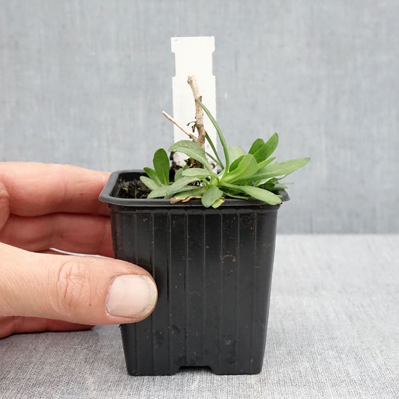 Amostra de Aster novae-angliae Rosa Sieger - Áster grande de outono Vaso de 7/8 cm tal como entregue na primavera