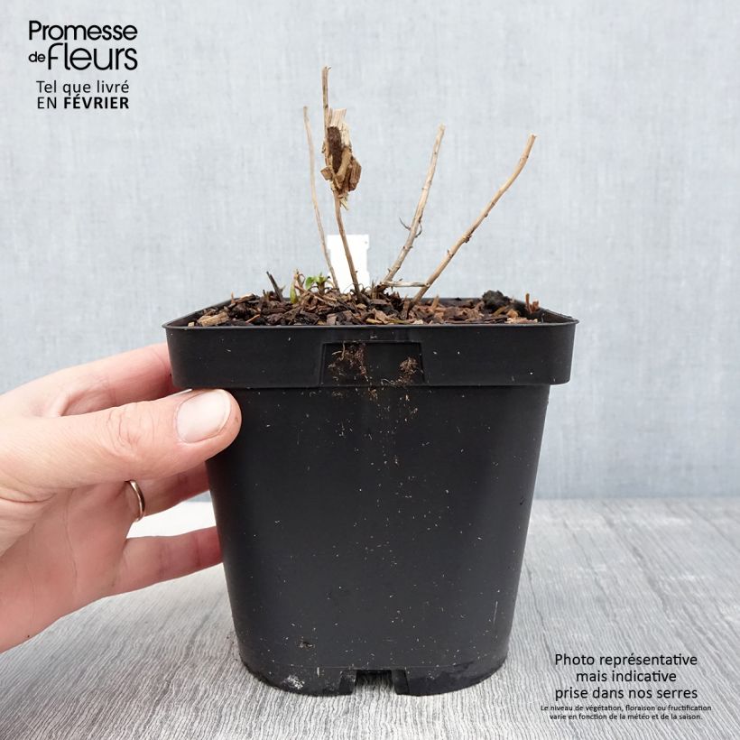 Amostra de Aster novae-angliae Septemberrubin - Septembre rouge Vaso de 2 L/3 L tal como entregue no inverno