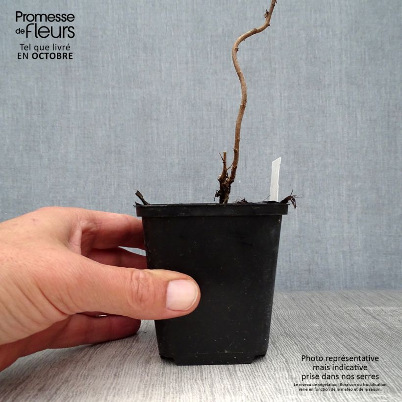 Amostra de Aster novae-angliae Violetta - Áster grande de outono Vaso de 8/9 cm tal como entregue no outono