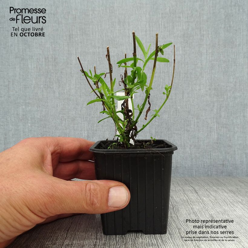 Amostra de Aster novi-belgii Audrey Vaso de 8/9 cm tal como entregue no outono