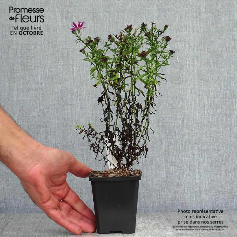 Amostra de Aster novi-belgii Brocado Carmesim - Áster grande de Outono Vaso de 8/9 cm tal como entregue no outono