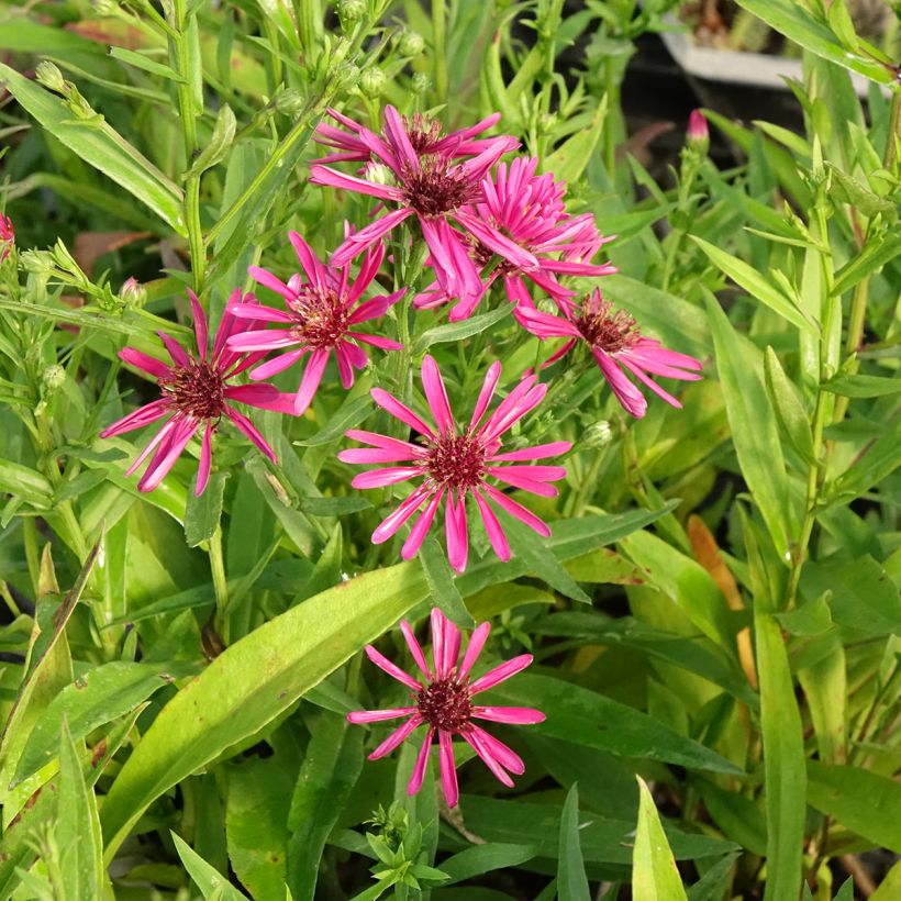 Aster novi-belgii Brocado Carmesim - Áster grande de Outono (Floração)