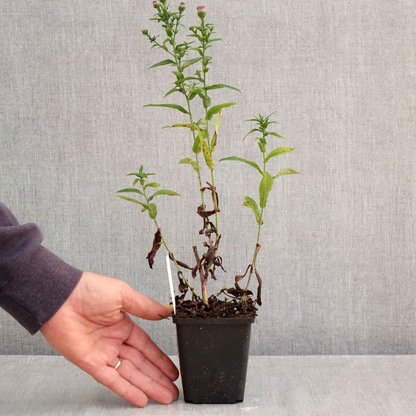 Amostra de Aster novi-belgii Eventide - Áster grande de outono Vaso de 7/8 cm tal como entregue no outono