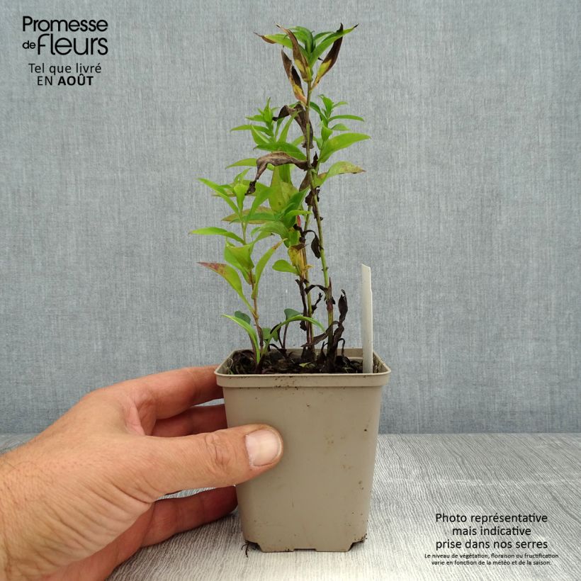 Amostra de Aster novi-belgii Eventide - Áster grande de outono Vaso de 7/8 cm tal como entregue no verão
