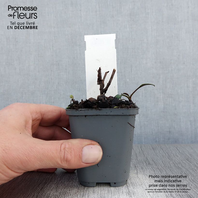 Amostra de Aster novi-belgii Eventide - Áster grande de outono Vaso de 7/8 cm tal como entregue no inverno