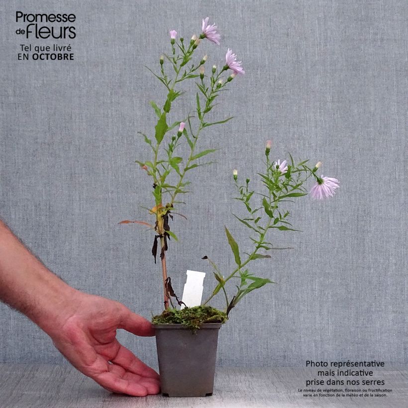 Amostra de Aster Novi Belgii Fellowship Vaso de 8/9 cm tal como entregue no outono