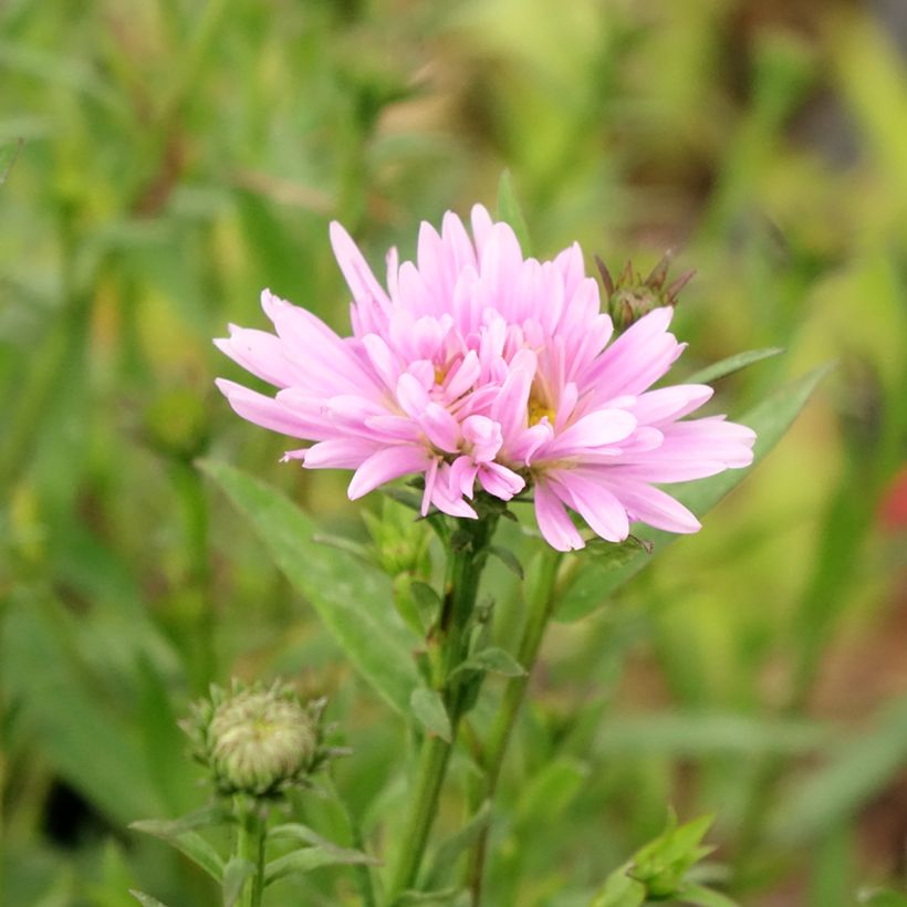 Aster Novi Belgii Fellowship (Floração)