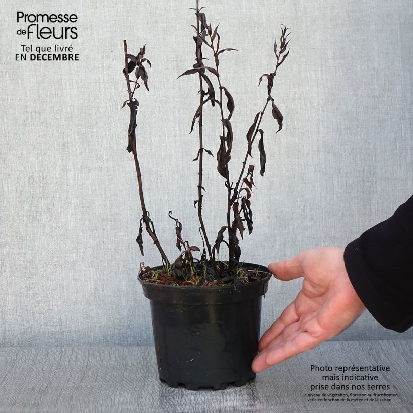 Amostra de Aster Novi Belgii Fellowship Pot de 2L/3L tal como entregue no outono
