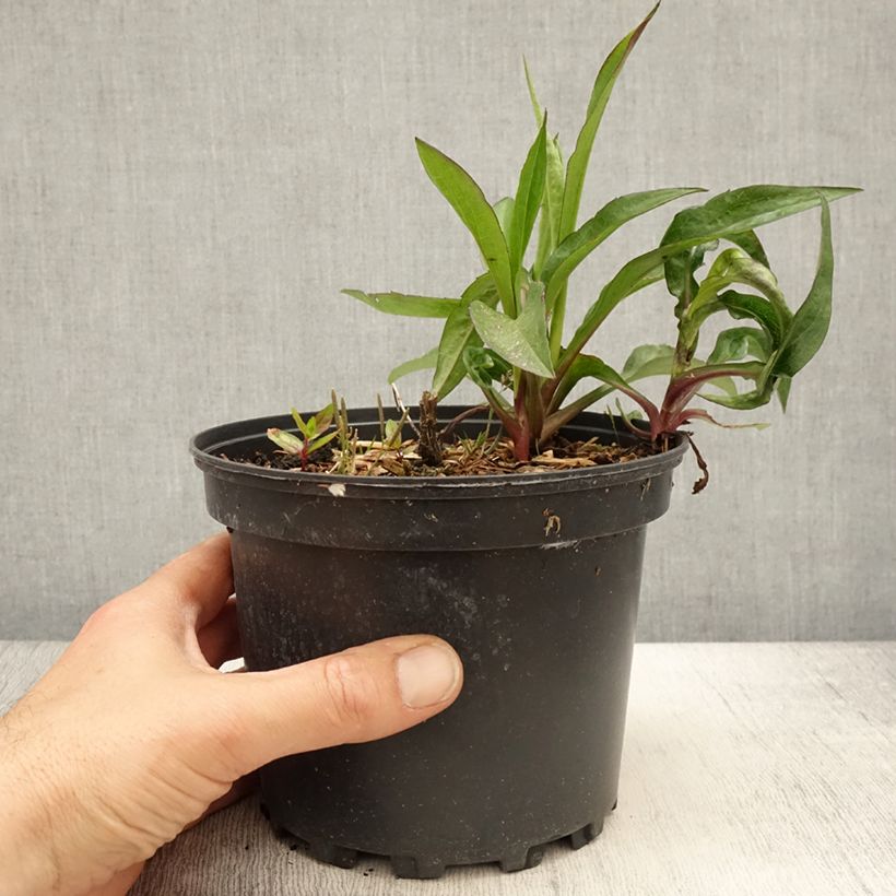 Amostra de Aster Novi Belgii Fellowship Vaso de 2 L/3 L tal como entregue na primavera