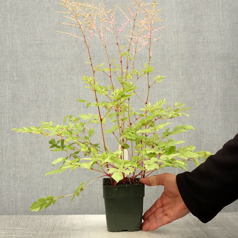 Amostra de Aster novi-belgii Flamingo - Aster grand d’automne Vaso de 8/9 cm tal como entregue no verão