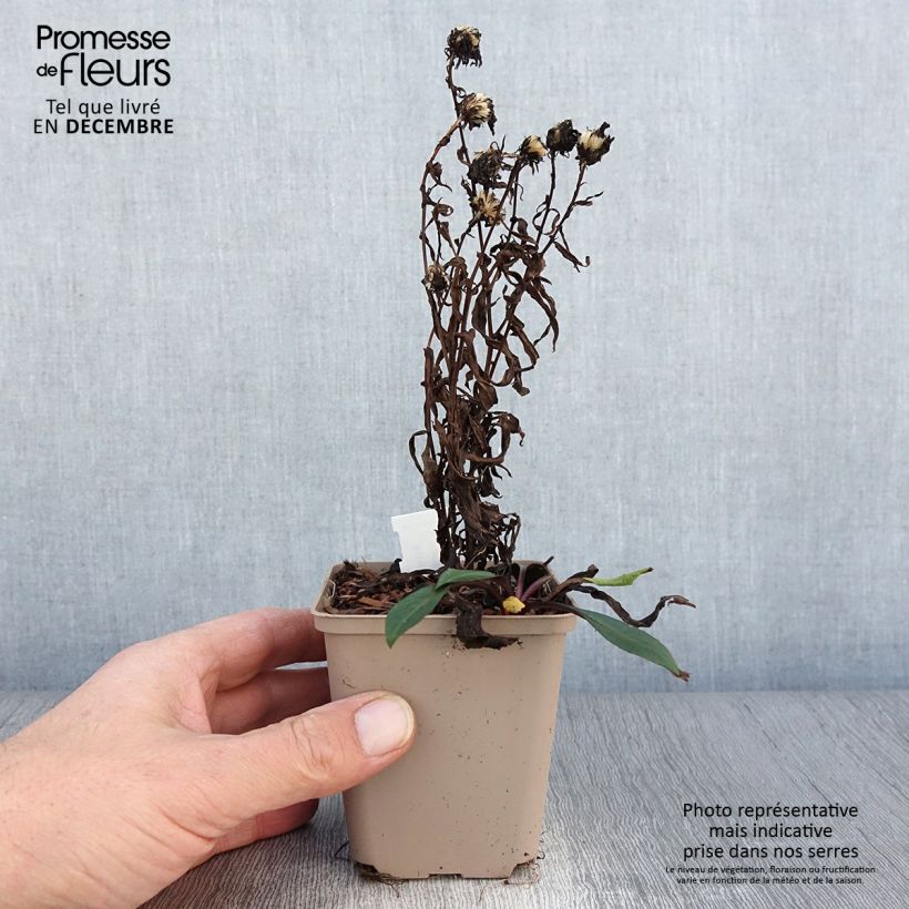 Amostra de Aster novi-belgii Karmin Kuppel Vaso de 8/9 cm tal como entregue no outono