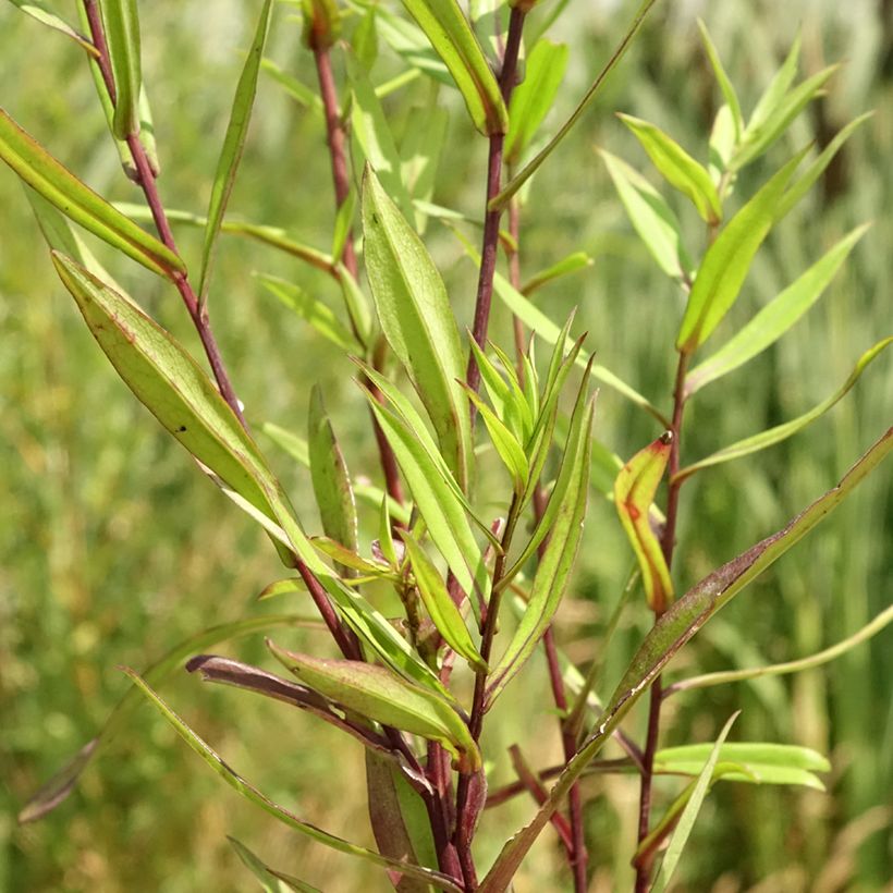Aster novi-belgii Karmin Kuppel (Folhagem)
