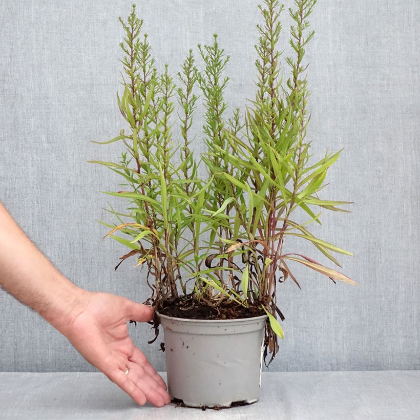 Amostra de Aster novi-belgii Karmin Kuppel Pot de 2L/3L tal como entregue no verão