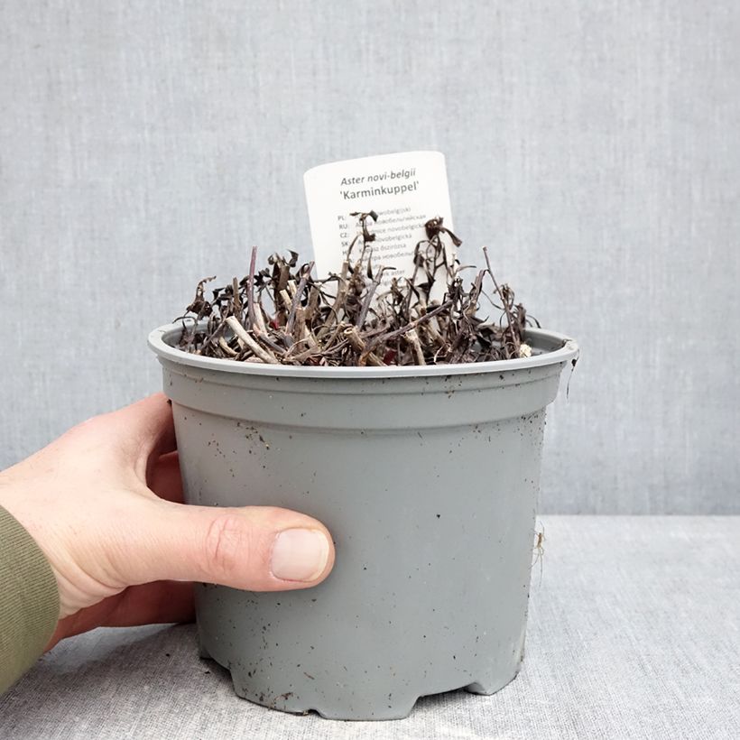 Amostra de Aster novi-belgii Karmin Kuppel Vaso de 2 L/3 L tal como entregue no inverno