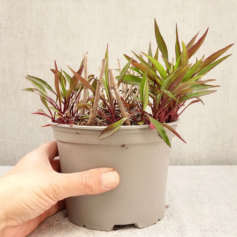 Amostra de Aster novi-belgii Karmin Kuppel Vaso de 2 L/3 L tal como entregue na primavera