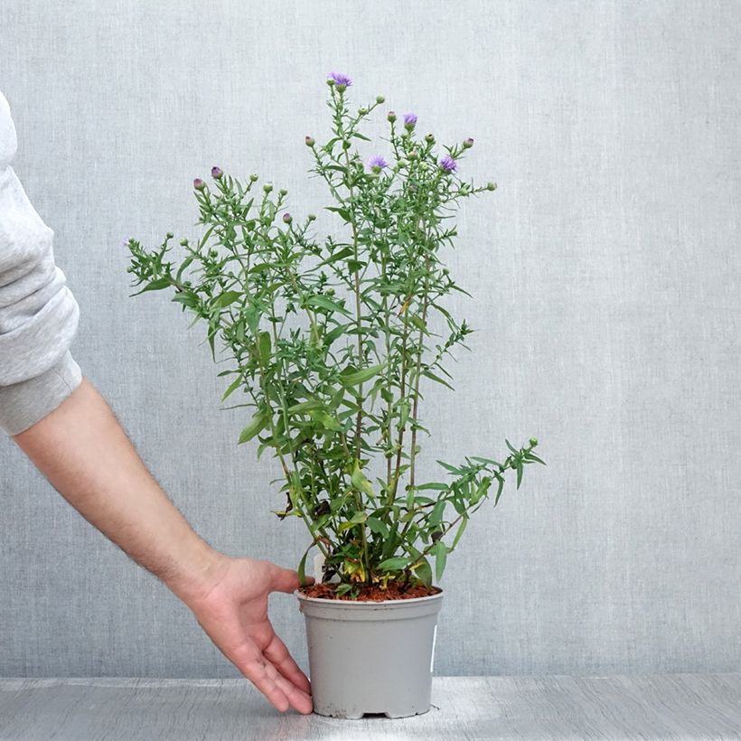 Amostra de Aster novi-belgii Marie Ballard - Áster de Outono Grande Vaso de 2 L/3 L tal como entregue no verão