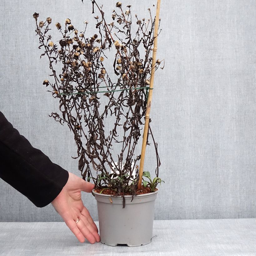 Amostra de Aster novi-belgii Marie Ballard - Áster de Outono Grande Vaso de 2 L/3 L tal como entregue no inverno